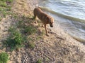 Grace on her daily lake adventures