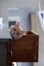 My red cat having a nap in my drawer Royalty Free Stock Photo