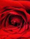 My Red Rose Petals