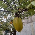 My starfruit looks like yummy