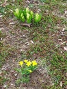 My stubby spring flowers