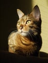 My sunny cat Royalty Free Stock Photo