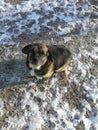 My Sweet Dog he& x27;s a puggle he& x27;s very Loveable and just loves lots of attention I Love this dog so much