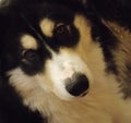 My sweet husky sverre Royalty Free Stock Photo