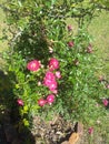My terrific 40 year old rose bush