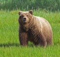 Grizzly brown bear standing meadow wildlife Royalty Free Stock Photo