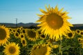 My version of Van Gogh's Sunflowers