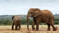 This is my water move - African Bush Elephant Royalty Free Stock Photo