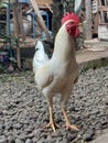 My white rooster Royalty Free Stock Photo