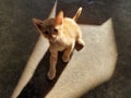 My yellow striped Thai kitten 03