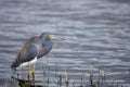 Myakka River Royalty Free Stock Photo