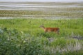 Myakka River Deer #1 Royalty Free Stock Photo