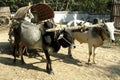 Myanmar, Bagan: Bullock cart Royalty Free Stock Photo