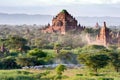 Myanmar. Bagan. Herd of cows in the plain of Bagan Royalty Free Stock Photo