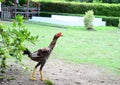 Myanmar chicken breeder