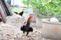 Myanmar chicken breeder