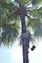 Myanmar coconut Palm tree Sap tappers