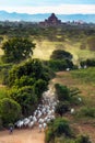 Myanmar. Herd of cows in the plain of Bagan Royalty Free Stock Photo