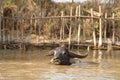 Myanmar Inle lake Buffalo
