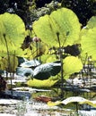 Myanmar, Inle lake: lotus field