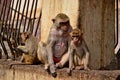 Myanmar Mount Popa Monkey