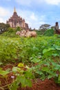 Myanmar Travel Images, farmer ploughing crop with two oxen