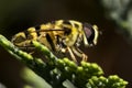 Myathropa florea Royalty Free Stock Photo