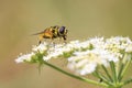 Myathropa florea hoverfly pollinating on the white flowers