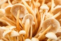 Mycelium of beautiful fresh honey mushrooms close-up