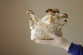 Mycelium block of psilocybin psychedelic mushrooms Golden Teacher. Grower man with Psilocybe Cubensis mushrooms Royalty Free Stock Photo