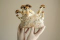 Mycelium block of psilocybin psychedelic mushrooms Golden Teacher. Royalty Free Stock Photo