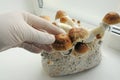 Mycelium block of psilocybin psychedelic mushrooms Golden Teacher. Grower man with Psilocybe Cubensis mushrooms