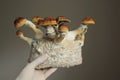 Mycelium block of psilocybin psychedelic mushrooms Golden Teacher. Micro growing of Psilocybe Cubensis mushrooms. Royalty Free Stock Photo