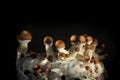 Mycelium block of psychedelic psilocybin mushrooms Golden Teacher. Micro growing of psilocybe cubensis on black background Royalty Free Stock Photo
