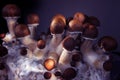 Mycelium block of psychedelic psilocybin mushrooms Golden Teacher. Micro growing of psilocybe cubensis on black background. Royalty Free Stock Photo