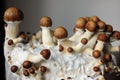 Mycelium block of psychedelic psilocybin mushrooms Golden Teacher. Royalty Free Stock Photo