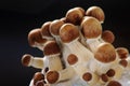 Mycelium block of psychedelic psilocybin mushrooms Golden Teacher. Royalty Free Stock Photo