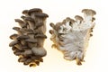 The mycelium is divided into two parts in the section. Oyster mushrooms fresh mushrooms on a white background closeup.