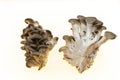 The mycelium is divided into two parts in the section. Oyster mushrooms fresh mushrooms on a white background closeup.