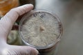 Mycelium of exotic mushrooms in petri dishes. Selection and cultivation of mycelium. Mushroom cultivation around the world