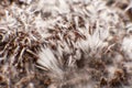 Mycelium filaments on coconut fiber mycelium. Grow Magic mushroom