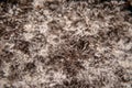 Mycelium filaments on coconut fiber mycelium. Grow Magic mushroom. Psilocybe cubensis Royalty Free Stock Photo