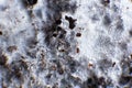 Mycelium fungus. Macro mycelium on wheat. Fusarium euwallaceae. Mycelium on wheat of Psilocybe cubensis. Psilocybe cubensis