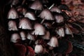 Mycelium with inedible mushroom, dark moody. Grebe or fungus with cap, thin stalk. Burgundy, brown colors. Horizontal background,