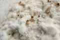 Mycelium of psilocybin psychedelic mushrooms Golden Teacher. Macro view, close-up. Micro-dosing concept.