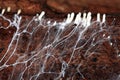 Mycelium strange space object bread