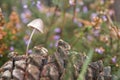 Mycena cinerella mushroom growing on a pince cone Royalty Free Stock Photo