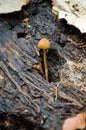 Mycena Crocata