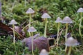 Mycena epipterygia fungi mushrooms growing in the forest Royalty Free Stock Photo