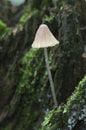 Mycena epipterygia mushroom Royalty Free Stock Photo